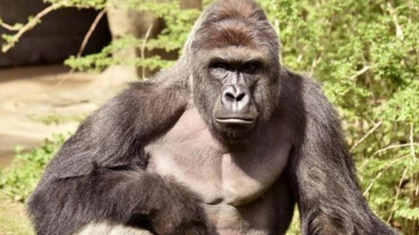 gorilla_reuters_0-web.jpg