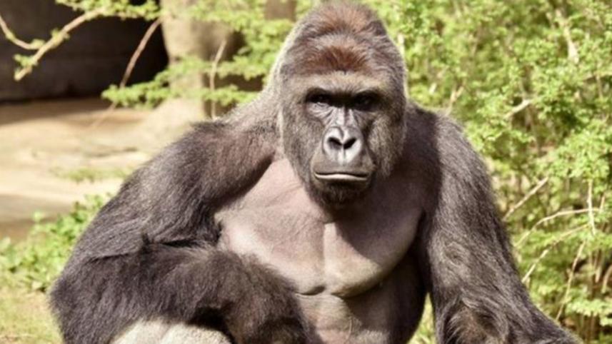 gorilla_Reuters.jpg