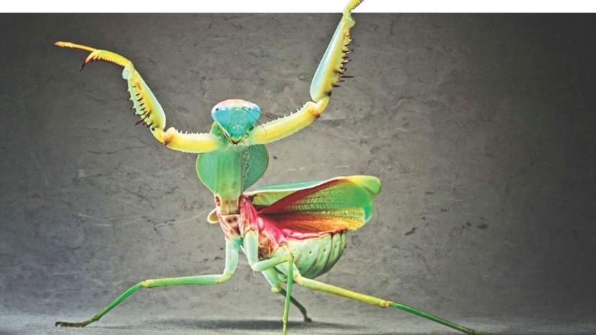 Grasshopper