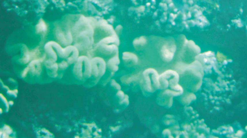 Great-Barrier-Reef.jpg