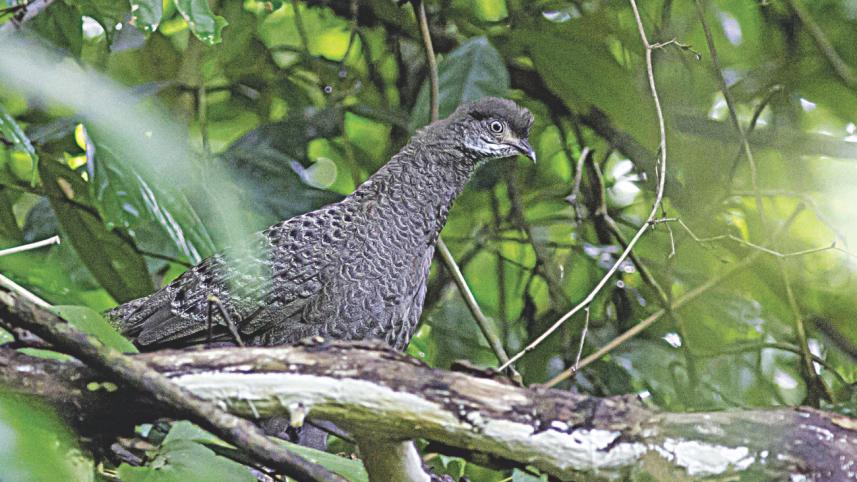 greay peacock.jpg