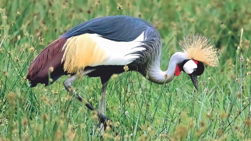 Grey-crowned Crane.jpg