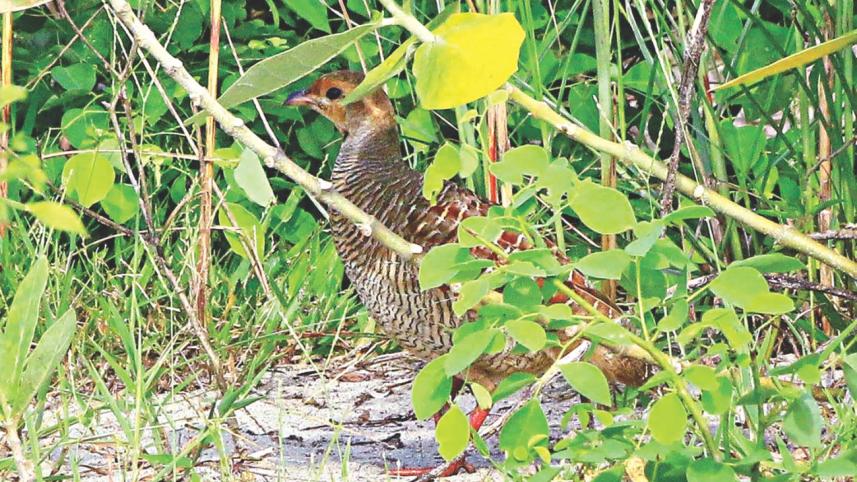 Grey Francolin.jpg