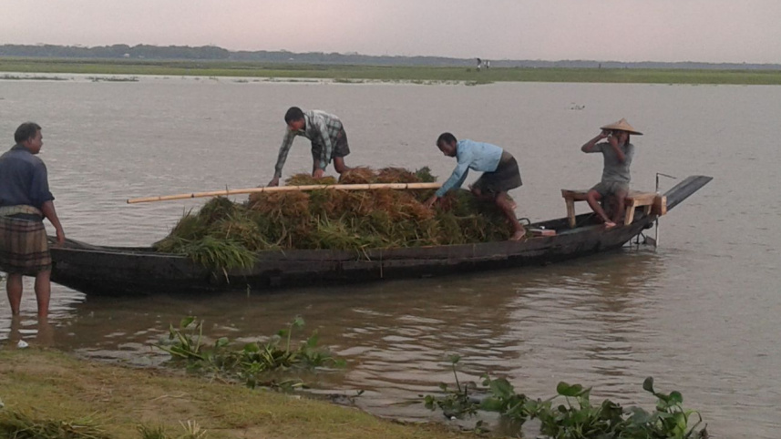 Havoc On Paddy