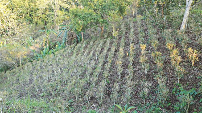 hills project.jpg