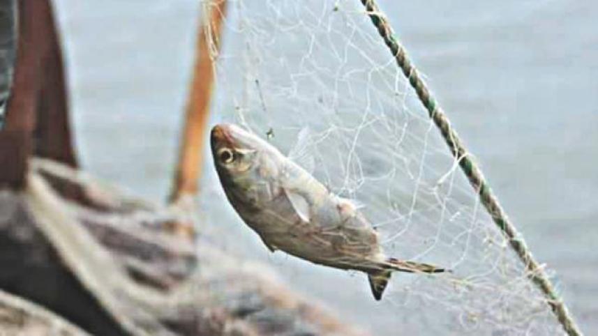 fish in bangladesh