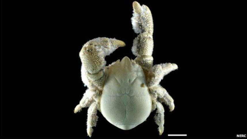 hoff-crab.jpg