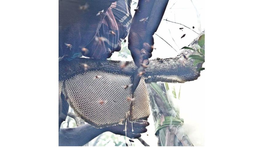 honey sundarban.jpg