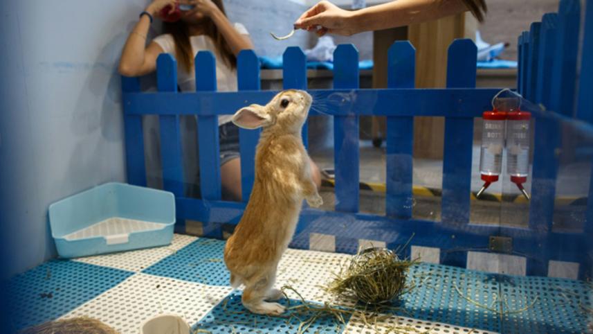 Hong Kong,cafe,resident,rabbits,customers,pet,bunnies,cat cafes