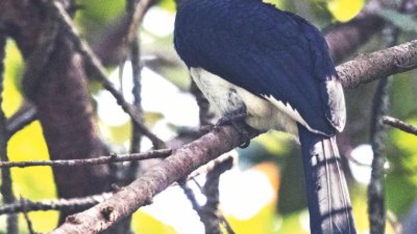 Hornbill
