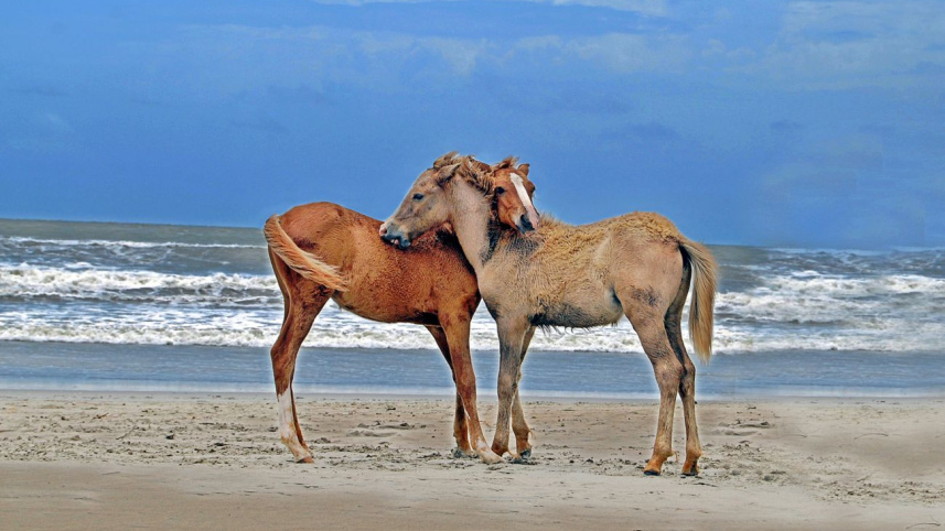Horses