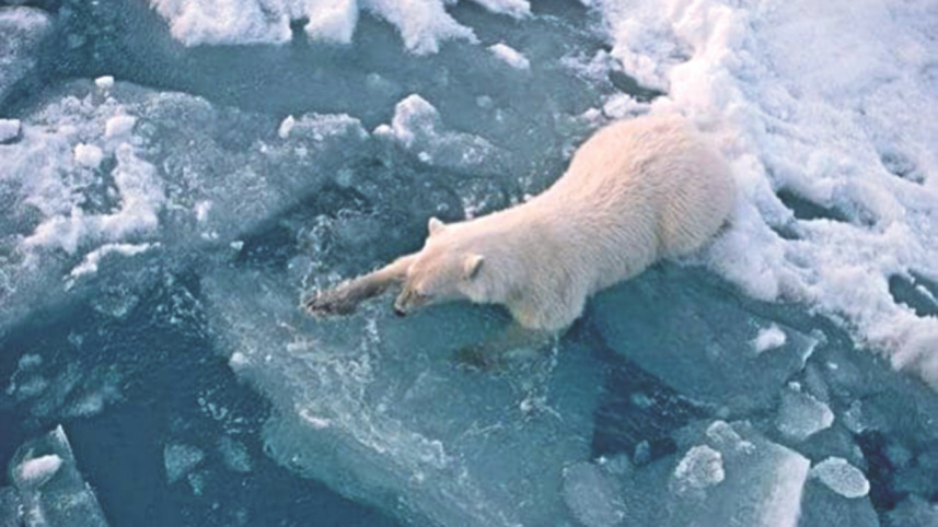 Hottest Arctic.jpg