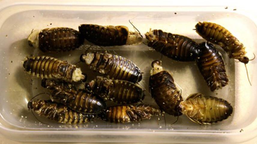 Insects-30-day-nwb.jpg