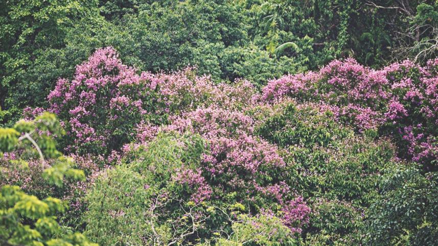 Jarul flowers.jpg