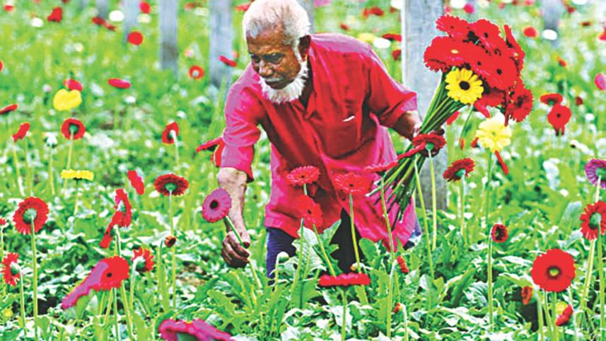 A grower plucks flowers