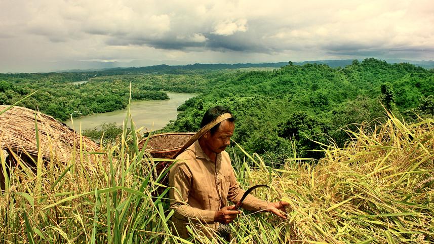 Jhum harvest 1.jpg