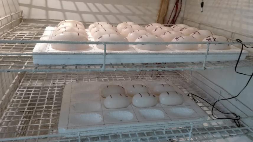 Juliet-eggs.jpg