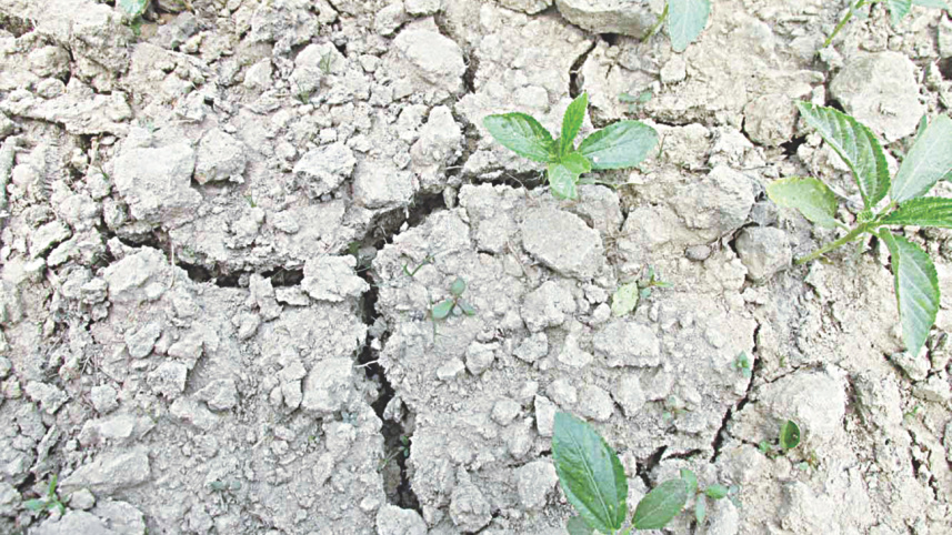 Jute saplings.jpg