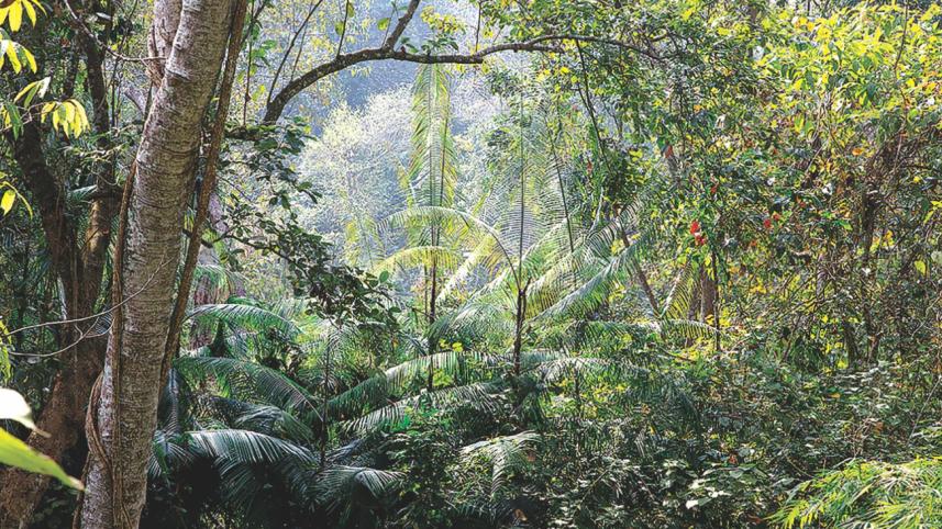 Kalenga forest.jpg