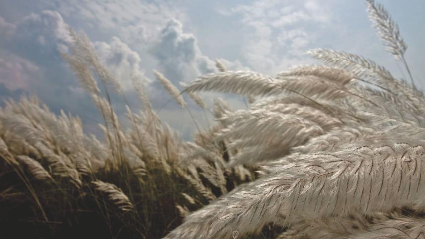 Kans grass