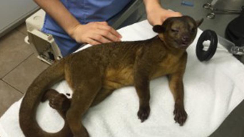 Kinkajou-1WB.jpg