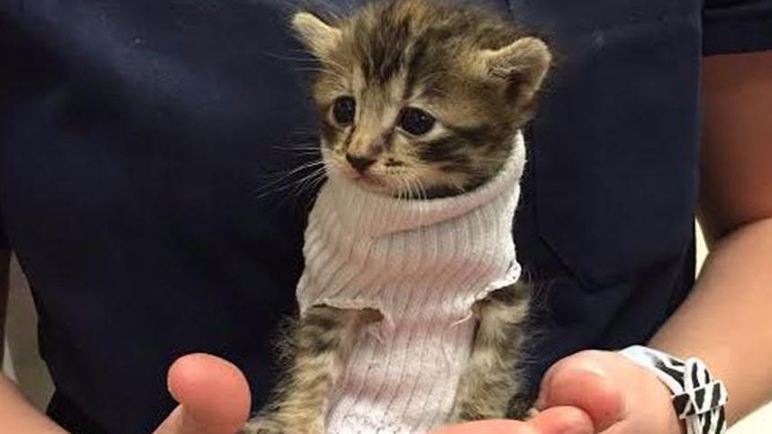 Tiny kitten, Hurricane Matthew, Petsmart's Banfield Pet Hospital, North Carolina, Socially trending, social media