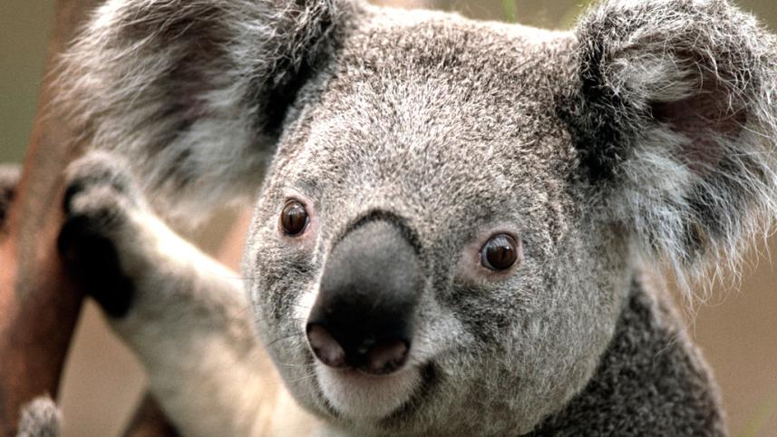 Koala.jpg