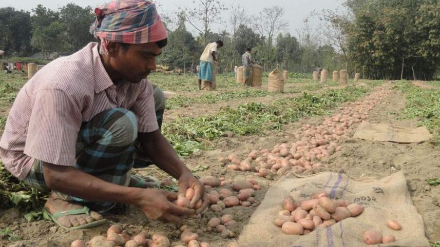 lalmonirhat potato grower.jpg