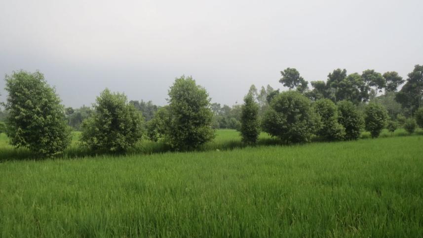leaf farming 1.jpg