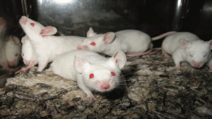 Lightmatter_lab_mice.gif
