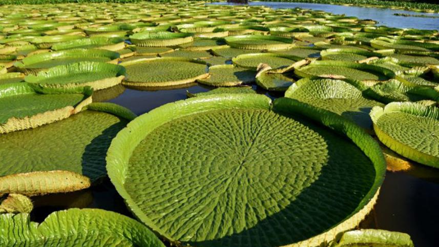Lily-Pad.jpg