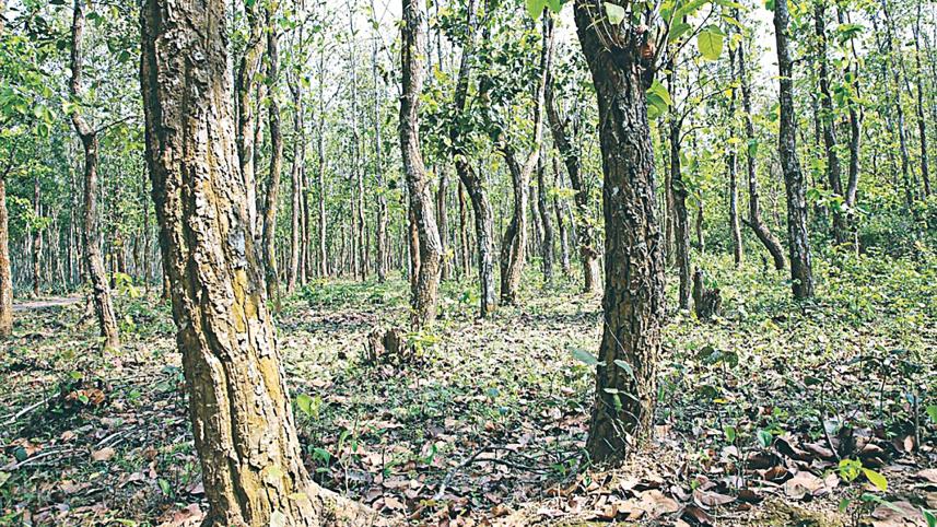 madhupur.jpg