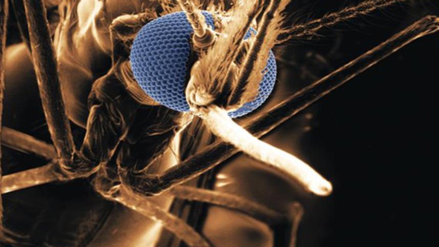 malaria.jpg