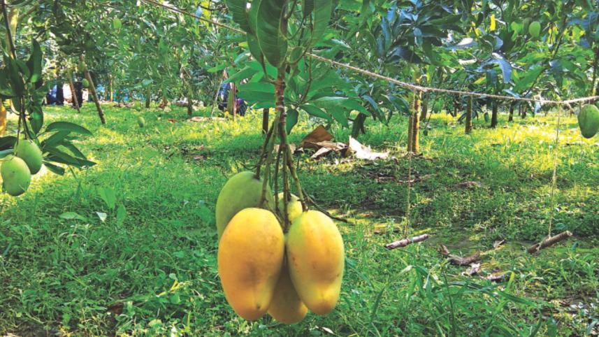 mango.jpg