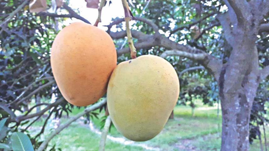 Khirshapat has got Geographical Indication