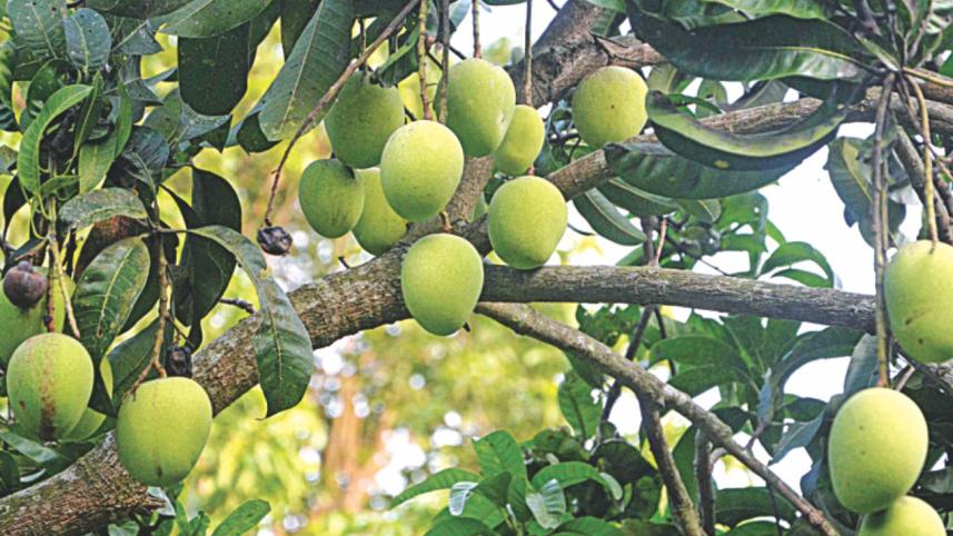 Mango.jpg