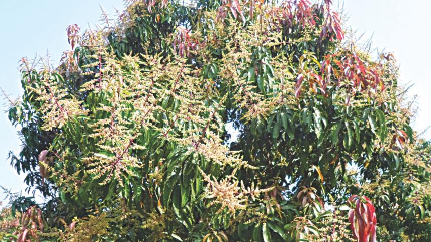 mango flowers.jpg