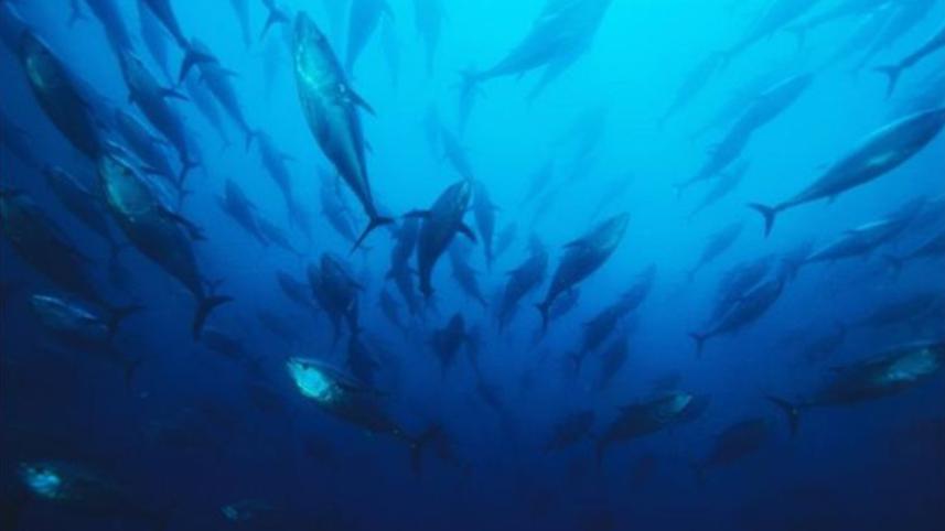 Marina-animals--1WB.jpg