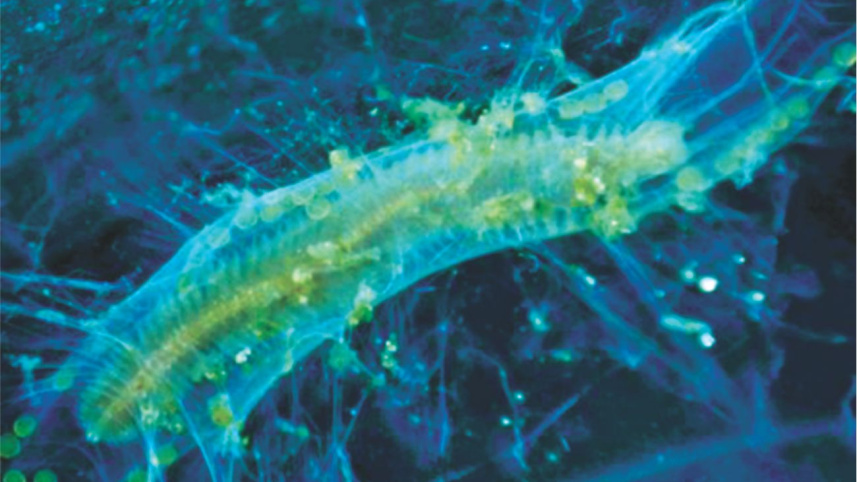 Marine organisms