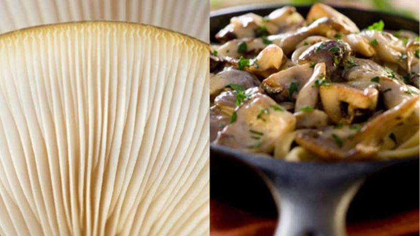 Mashroom