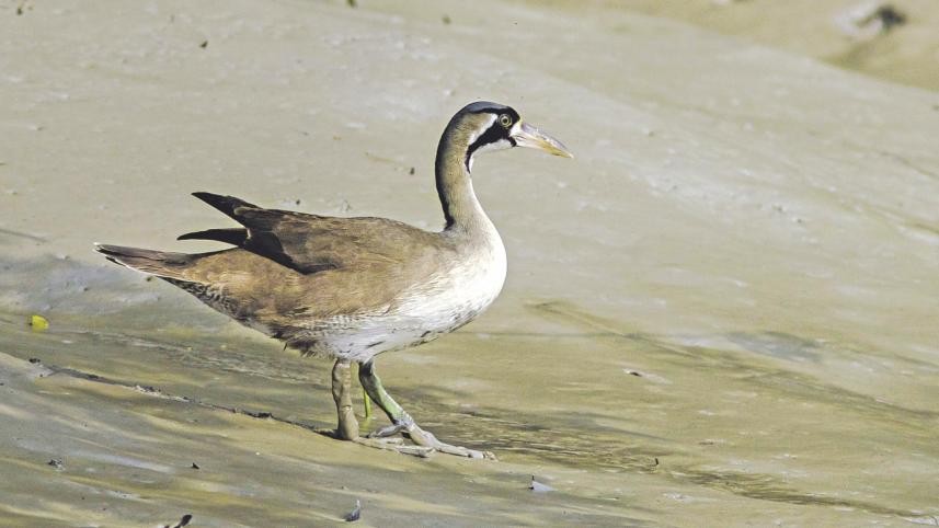 Masked Finfoot.jpg