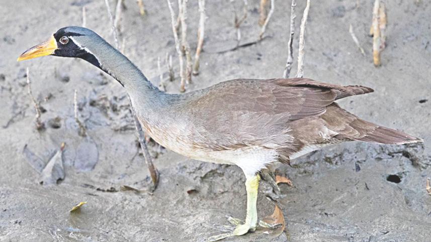 masked finfoot.jpg