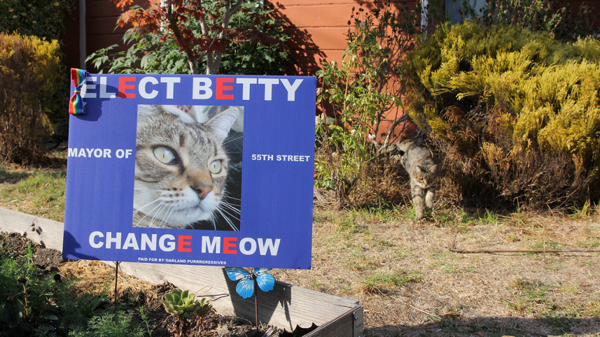 meow.JPG