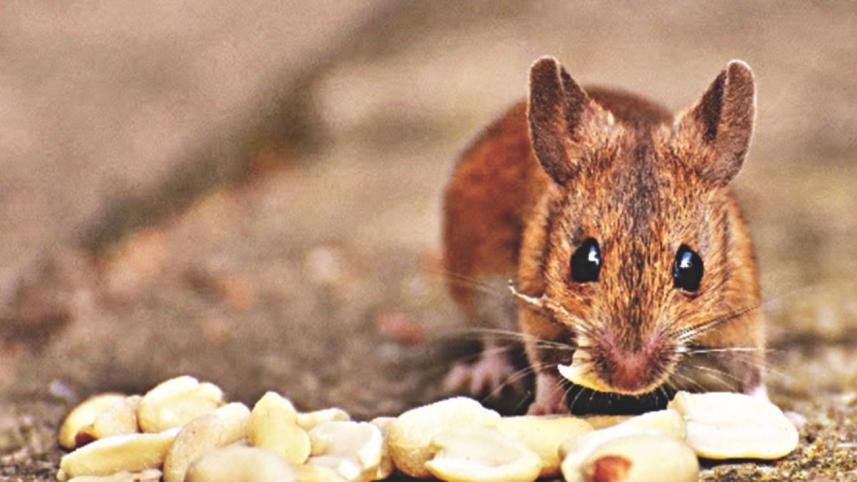 mice