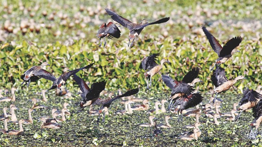 migrant birds 1.jpg