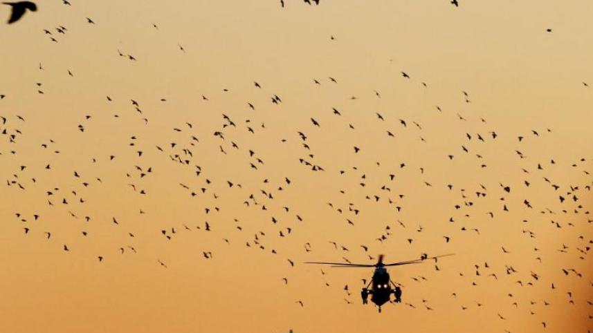 migratory bird.JPG