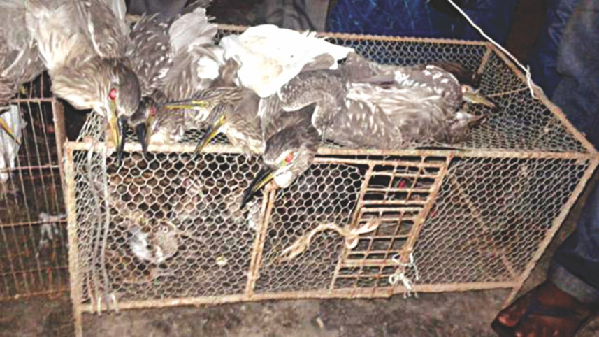 migratory birds