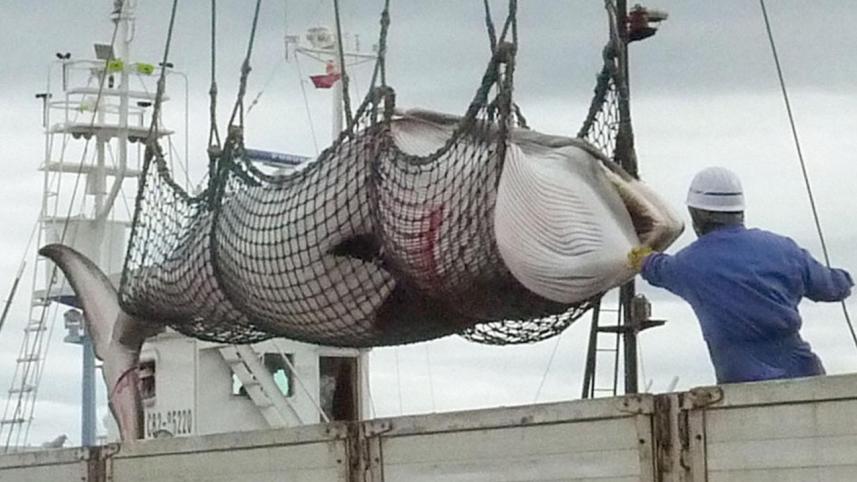 minkewhalejapan.adapt_.1190.1.jpg