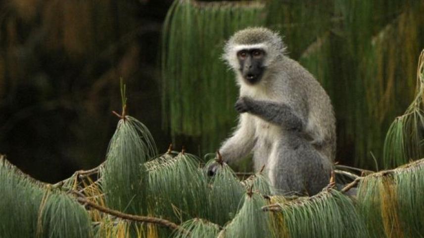 moneky.jpg