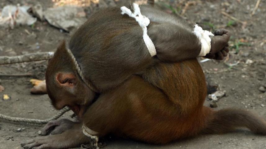 Monkey-1WB.jpg